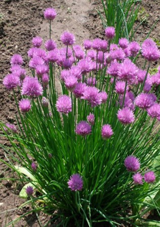 ALIUM schoenoprásum